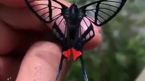 Amazing nature butterfly