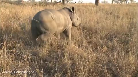 Baby Rhino Funniest Compilation