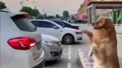 Amazing Dog Helps Owner Back up Car | Awesome Dog