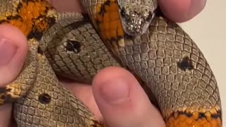 Gray Banded King Snake Educational Video for Younger Children