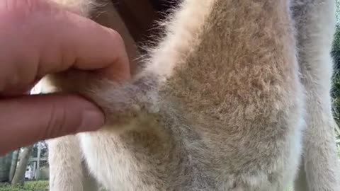 Have you ever thought about what is inside a kangaroo