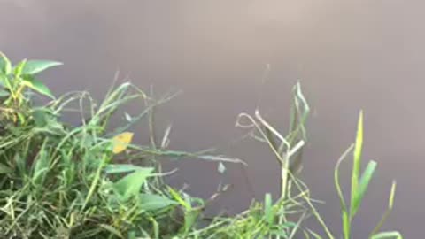 Natural beauty, dragonflies flying along the lake