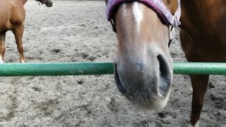 Beautiful horses in the village.