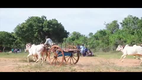 Bullock cart race | trained Bullocks | jaffna | Race | Sri Lanka