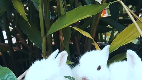 Three White Bunnies Eating Inside a Flower Pot