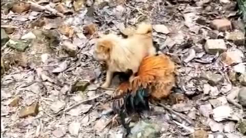 Dog vs chick fight