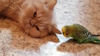 Кот и птица, милые животные #106