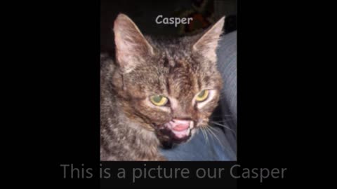 Casper Our Cat