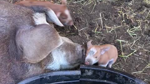2 day old piglets