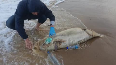 A dolphin died due to plastic pollution of the sea