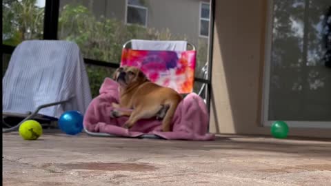 Pudge the paralyzed Puggle find her way onto a lawn chair