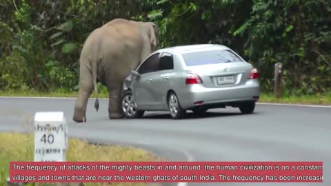Angry elephant destroy every vehicle in the road