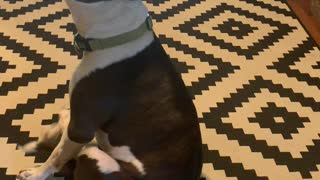 Dog Finds Strange Way to Scratch His Favorite Spot