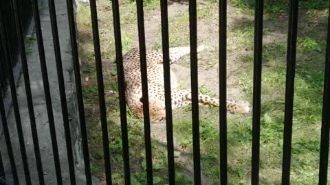This beautiful cheetah loves to sleep.