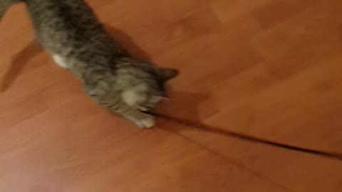 Baby Cat Playing With Tie <3
