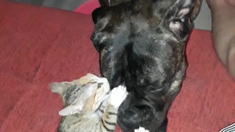 Kitten plays with her surrogate doggie mum!