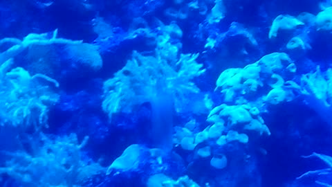 ocean dwellers corals