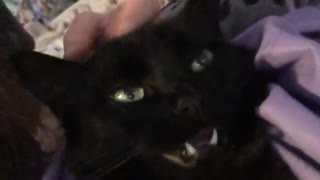 Cat becomes frozen when pet