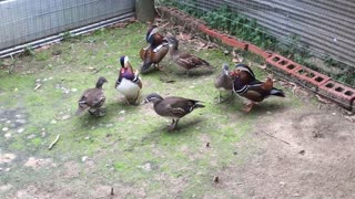 Mandarin Ducks Displaying for their Mates !