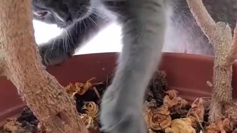 Cute kitty curious of his own environment