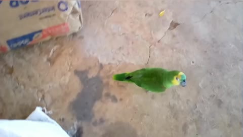 parrot fights with the chick