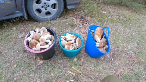 Porcini mushrooms at the height of the season.