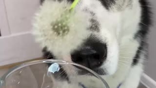 doing an experiment with a husky