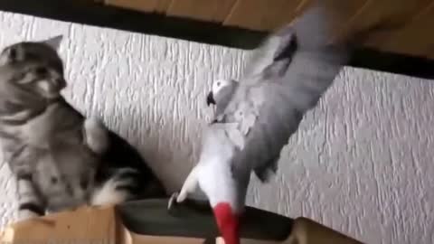 Funny Parrots Annoying Cats | Parrot vs Cats