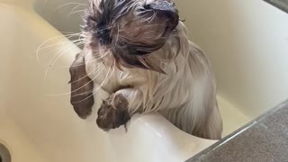 George gets a bath