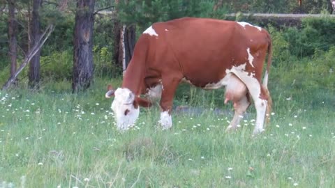 A cow that eats green grass, a cow rich in milk