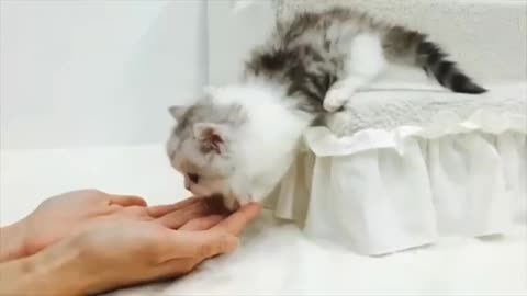 Baby Cats -Cute and Funny Baby Cat Videos Compilation