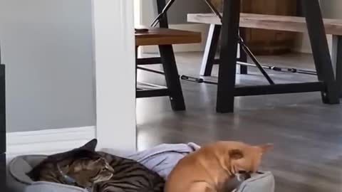 Funniest Video Funny Cat & Dogs