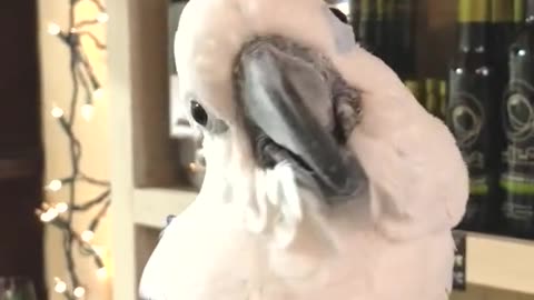 Pretty Parrot