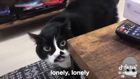 funny cats, can speak better than human