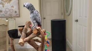 Petra the African Grey turns all Lights off with Alexa