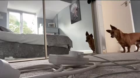 Dog was acting strange around the wardrobe, so owner set up a camera to see what happened...