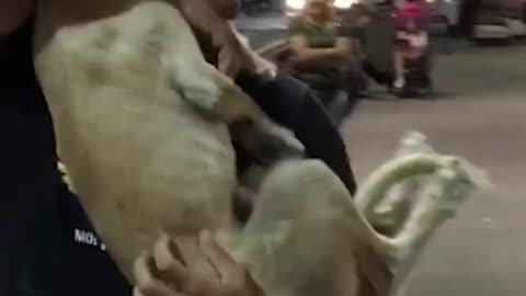 Dog Meeting Their Owner After Long Time | Dog Greeting Their Owners