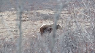 A Grizzly Bear at Denali National Park, Alaska in April