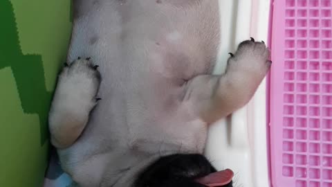 Adorable Pug puppy sleeping