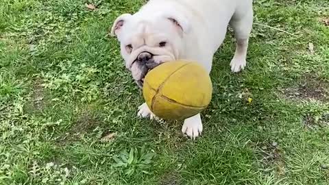 Lady our deaf bulldog