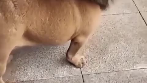 Viral funny dog 🐶🐶