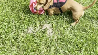 Dachshund playing