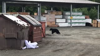 Black Bear Hops out of Dumpster