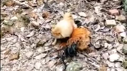 Funny Animal Fight Dog X Chicken