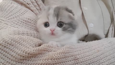 cute kitten videos short leg😻 cat- KimsKennelUS_HD