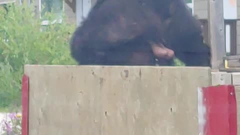 Bear Jumps Fence and Flees