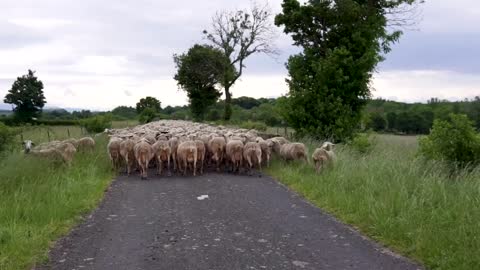 Sheep lamb animals wool.