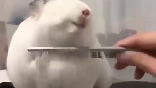 How to Hair Brush Your Rabbit For Clean Day