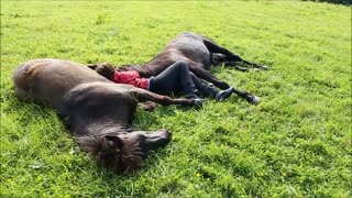 Woman lies down between two horses, but watch how the horses respond