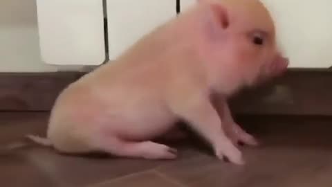 piggy babies - cutest you will ever see